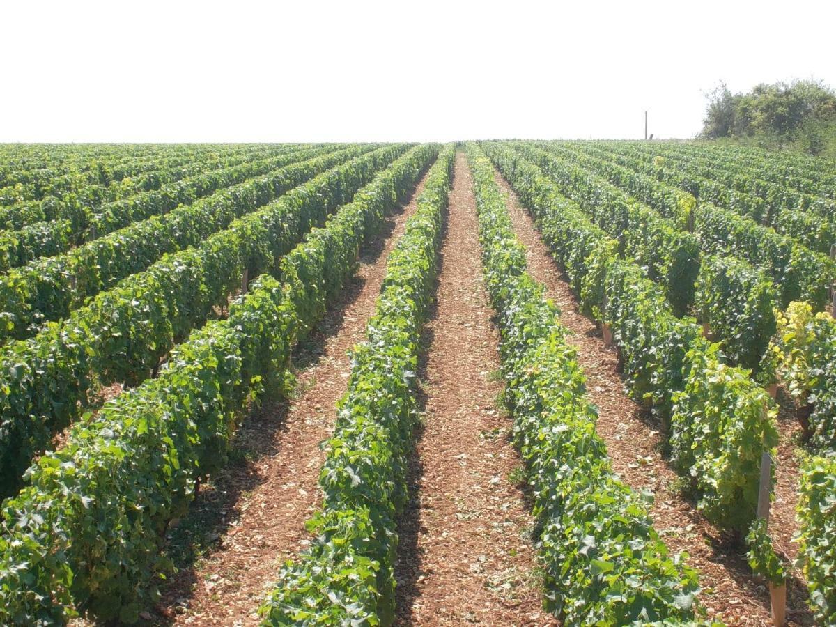 Armalou Bed and Breakfast Pouilly-sur-Loire Εξωτερικό φωτογραφία